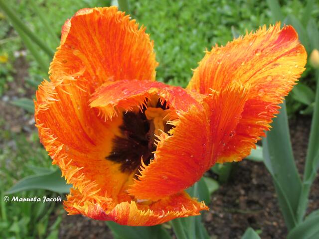 ...von den Tulpen...