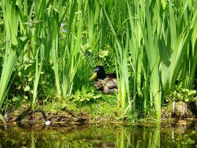 Super Versteck
