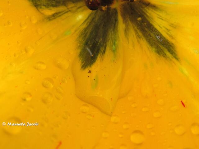 Vor allem die Tulpen...