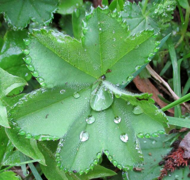 Wassertropfen blieben...