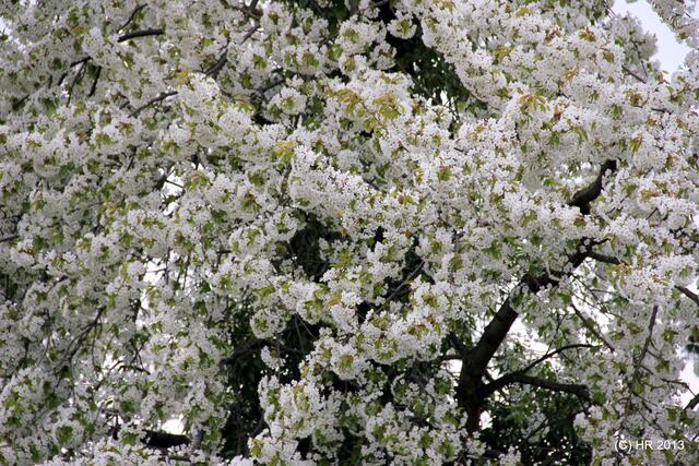 Kirschbaum