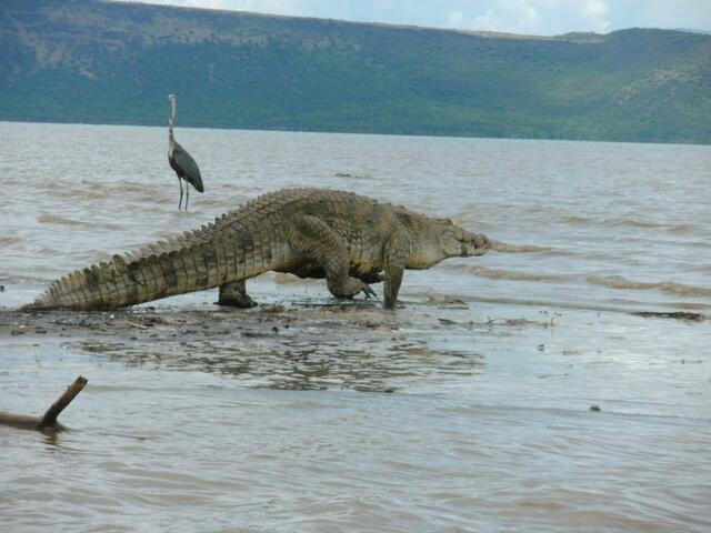 Nilkrokodil im Turkanasee