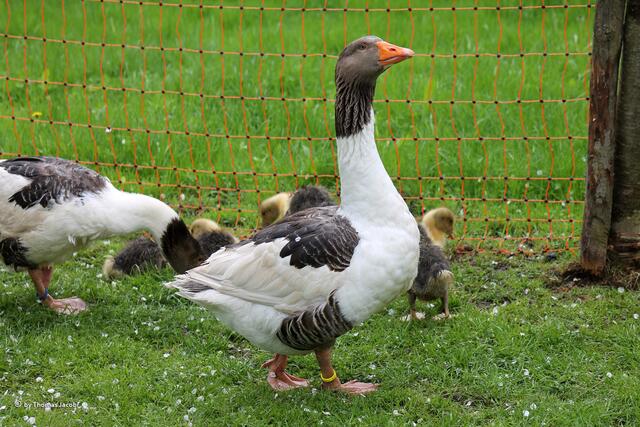 Stolze Gans.