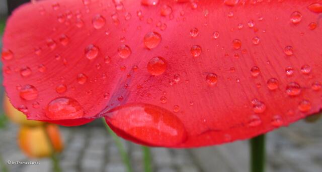 ...und Wassertropfen. :-))