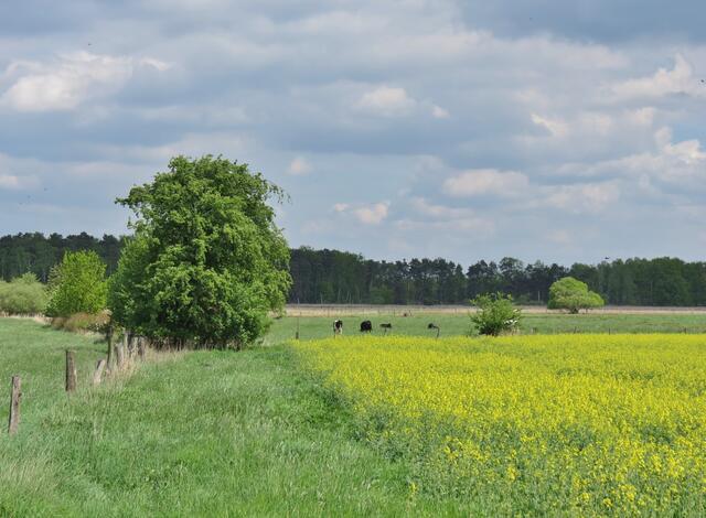 im Hintergrund das Wendesser Moor.