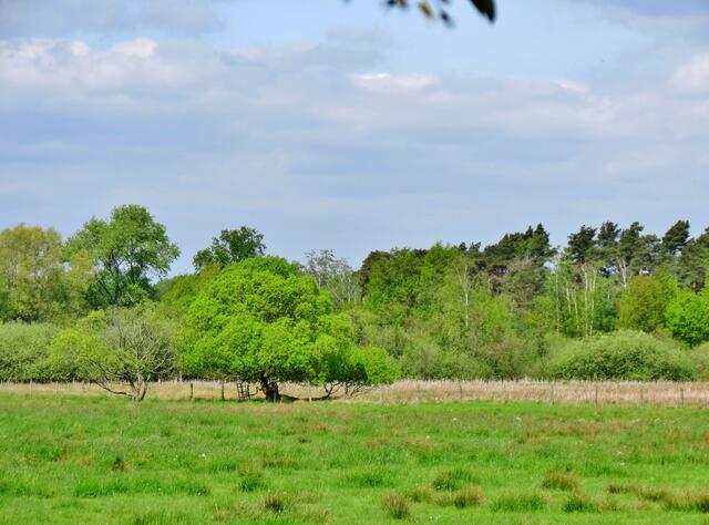 Blick ins Wendesser Moor.