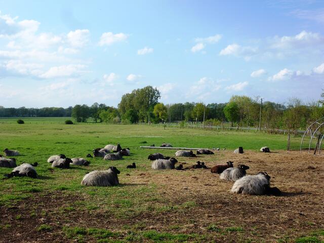 Langsam wird es ruhig auf der Wiese