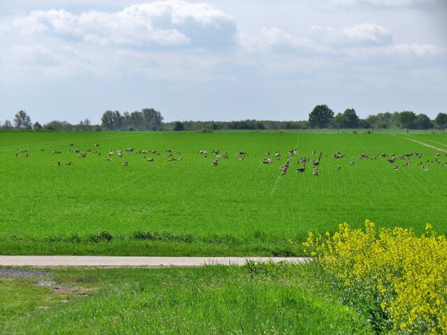 Blick vom Wendesser Moor auf den Acker mit Graugänsen.