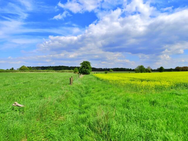 im Hintergrund das Wendesser Moor.