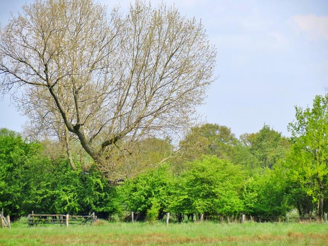 Blick ins Wendesser Moor.