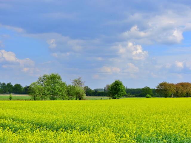 im Hintergrund das Wendesser Moor.