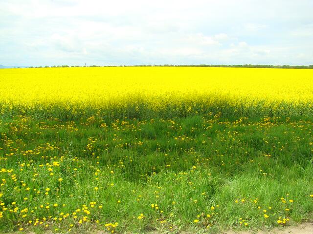 Blühende Landschaft