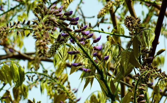Die Glyzinien (Blauregen) werden bald einen blauen Blütenhimmel über den Garten spannen.