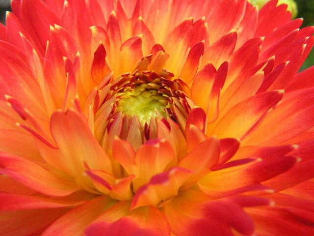 Blütenzauber mittendrin - Dalie (erst wieder im Herbst)