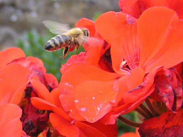 Blütenzauber mittendrin - Pollen per Luftpost