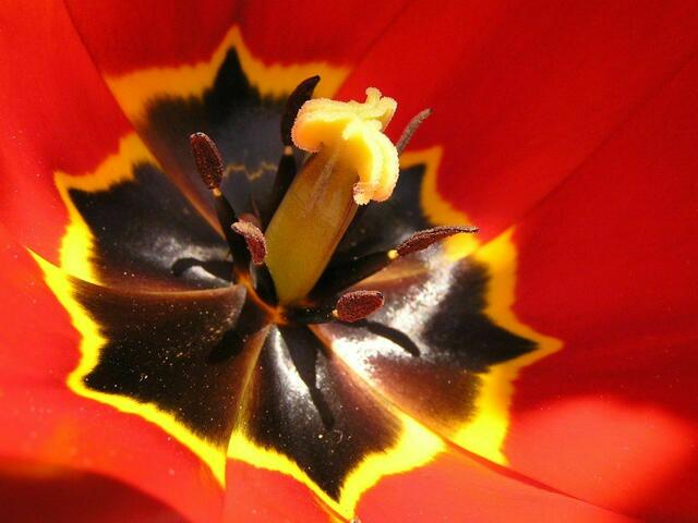 Blütenzauber mittendrin - Tulpe