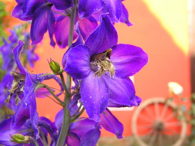 Blütenzauber mittendrin - Rittersporn