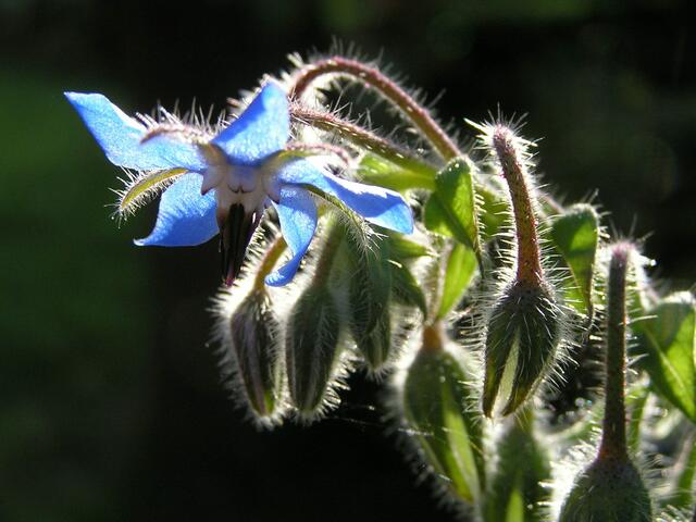 Blütenzauber mittendrin - für den einen ist es Unkraut, für den anderen ein prima Salatgewürz - Borretsch