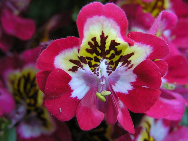 Blütenzauber mittendrin