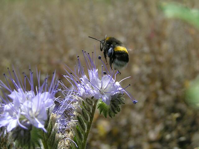Blütenzauber mittendrin - Brummer im Anflug