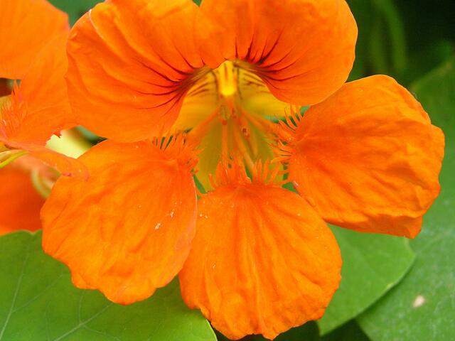 Blütenzauber mittendrin - gemeine Komposthaufen Kresse