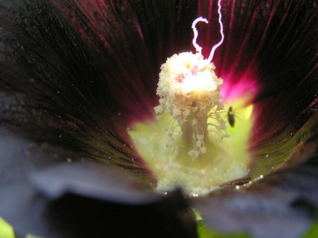 Blütenzauber mittendrin - schwarze Stockrose