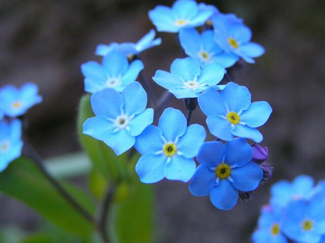 Blütenzauber mittendrin - Vergißmeinnicht