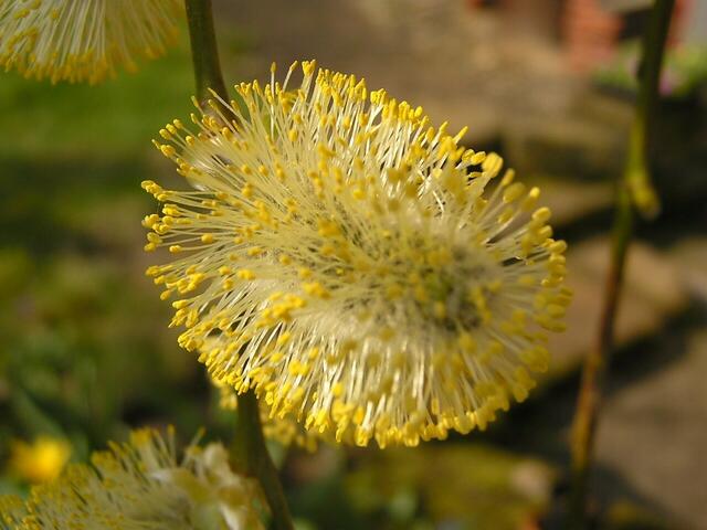 Blütenzauber mittendrin - Weidenkätzchen