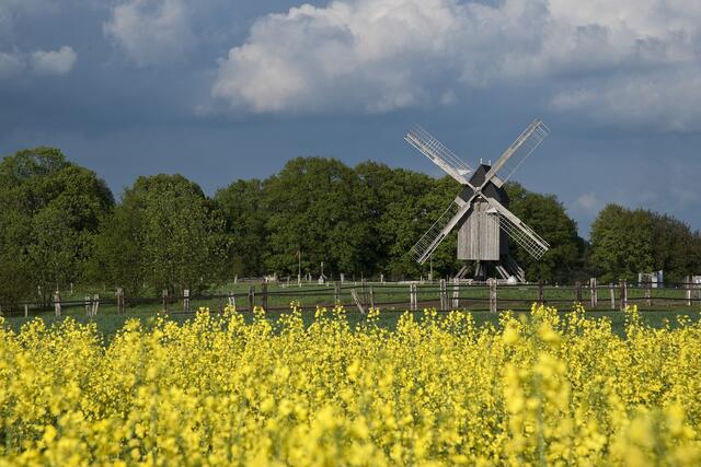 Mühle im Raps