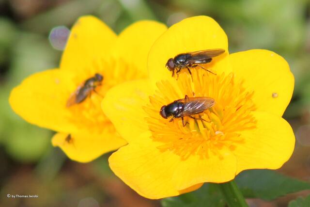 Auch diese Blüten hatten reichlich Besuch.