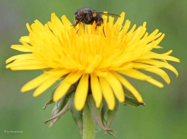 Noch eine Fliege.