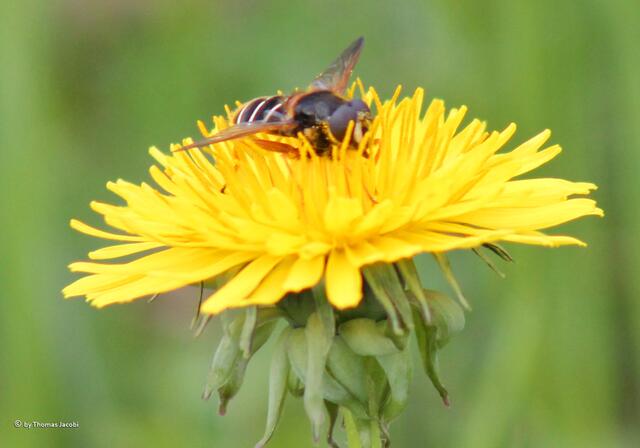 Auch Schwebfliegen...