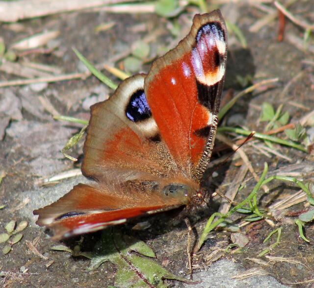 ...flatterte munter...