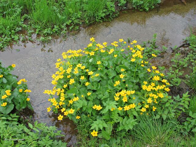 Sumpfdotterblumen...