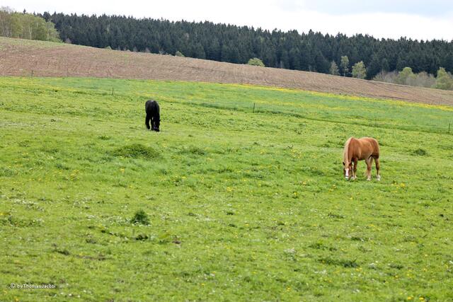 ...und anderen Pferden reichlich Platz und somit Auslauf.