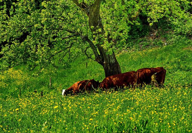 Auch Kühe fühlen sich unter Bäumen im Münstertal wohl, sind ja auch glückliche Kühe