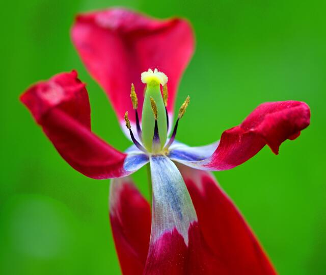 Die Tulpenkönigin, auch verwelkte Tulpen haben eine noch gewisse Schönheiht