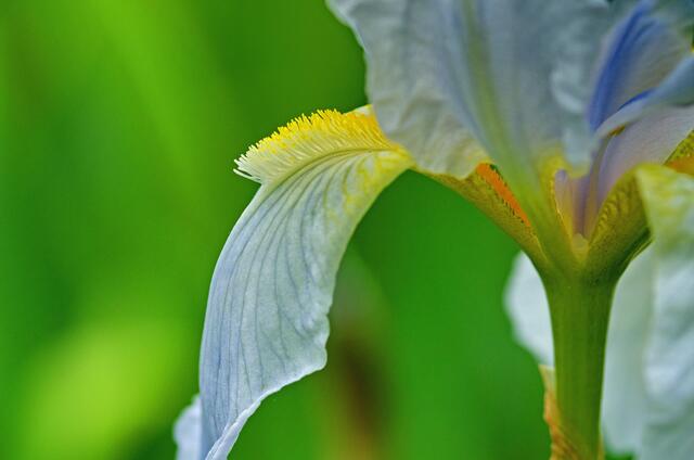 Irisblüte 4