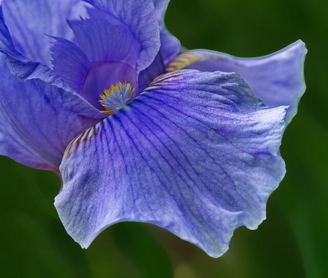 Irisblüte 2