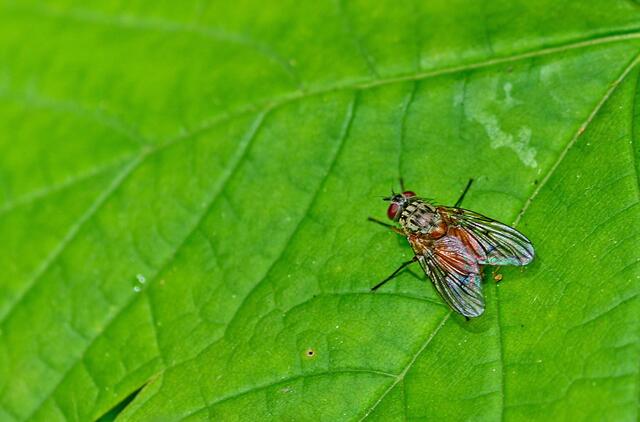 Besuch im Kurpark, eine Vegetarier-Fliege