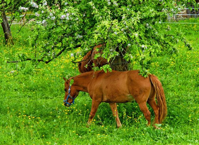 Es ist schön, unter blühenden Bäumen zu stehen und den Frühling zu genießen