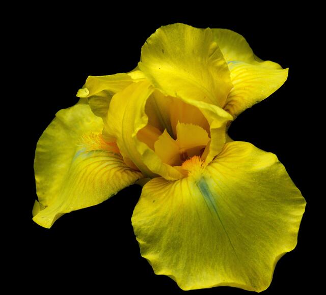 Iris  5
