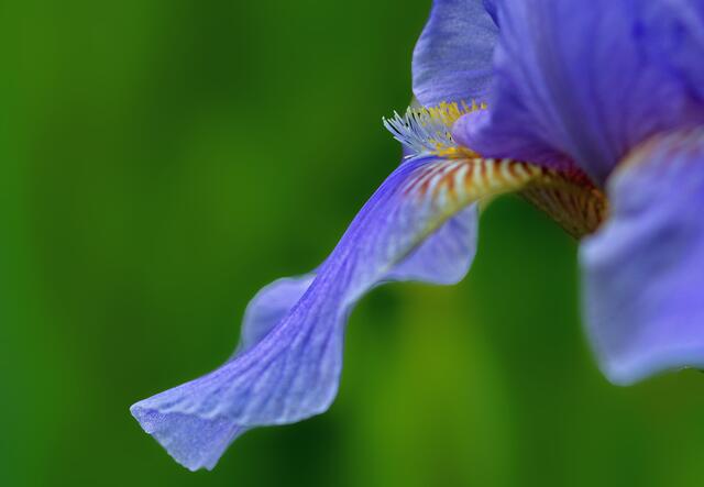 Irisblüte 3