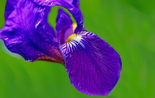 Irisblüte, eine kleine Serie aus dem Kurpark Bad Krozingen