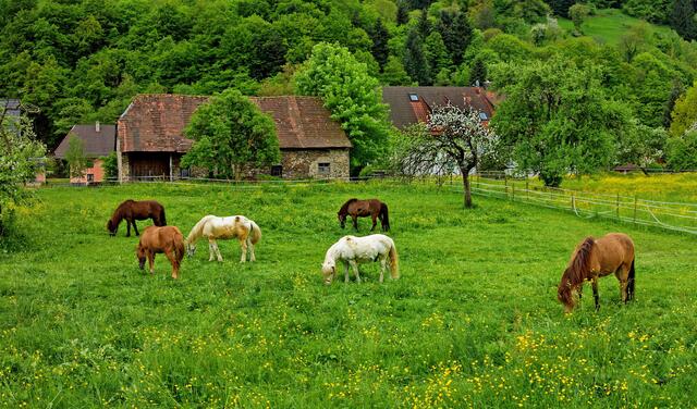 Pferdekoppel im Münstertal