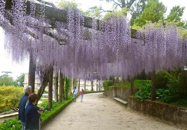 Wisteria (Blauregen) in der Wald- und Gartenanlage "Mata Nacional do Bussaco" bei Coimbra.