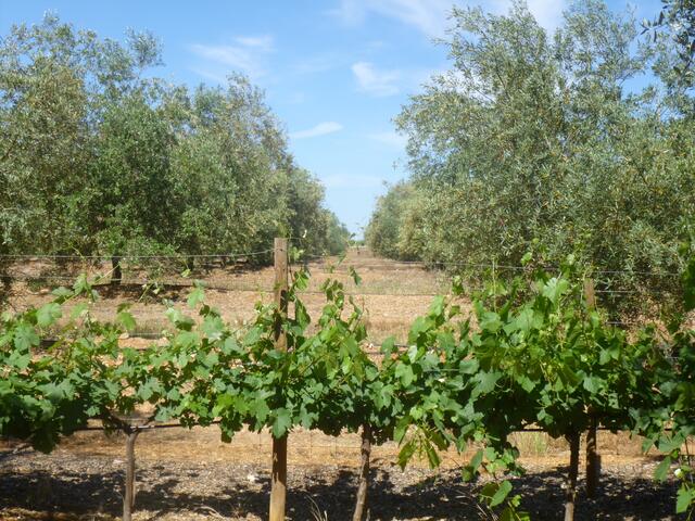 Weinstöcke und Olivenbäume im Alentejo.