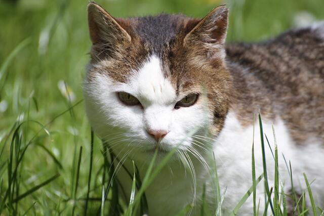da ist er unser Idefix ein gemütlicher Opa