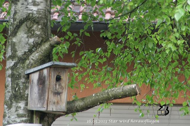 / 16.05.2013

Fütterung im  Starenhäuschen 

11. geschaft - habe alle gefüttert - so nun kann ich neues Futter holen