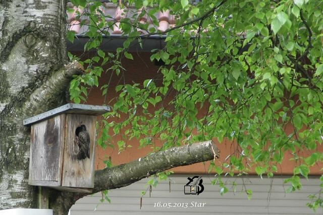 / 16.05.2013

Fütterung im  Starenhäuschen 


8. Ich bin da Schnabel auf piepst der Star